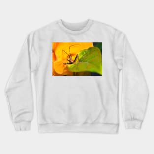 Assassin Bug Crewneck Sweatshirt